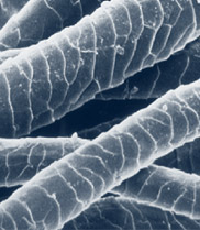 A Scanning Electron Microscope (SEM) image of the surfaces of wool fibres by CSIRO.jpg