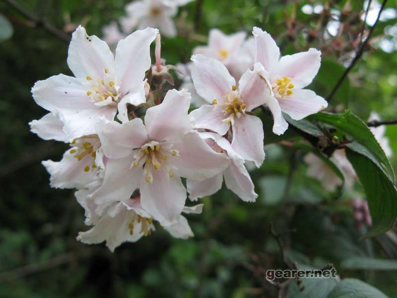 紫花溲疏