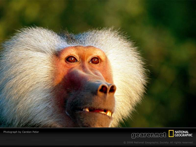 gelada-baboon-peter-979300-sw.jpg